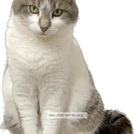 Photo 1/1 Lilie Chat lost in Wimille