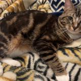 Picture of cat lost at Montpellier