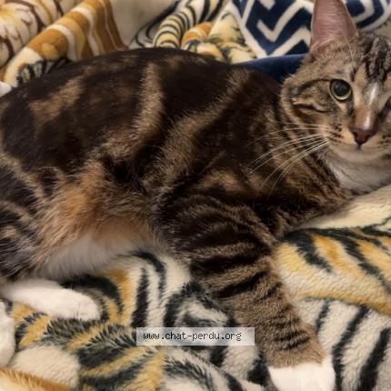 Photo 1/1 Mimou Chat lost in Montpellier