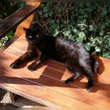 Picture of cat lost at Rillieux La Pape