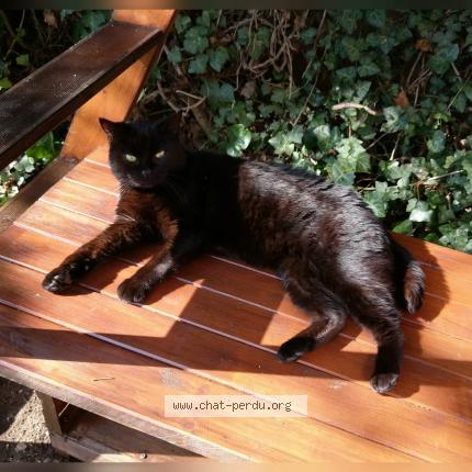 Photo 1/1 Cutly Chat lost in Rillieux la pape