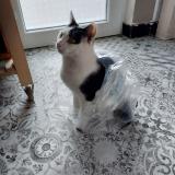 Picture of cat lost at Fleron