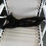 Picture of cat lost at Tonneins