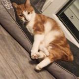Picture of cat lost at Houdain