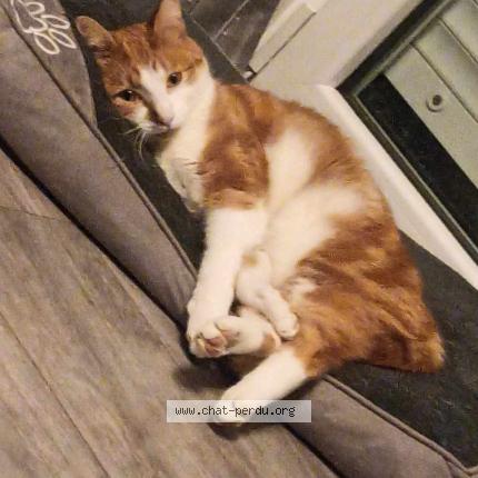 Photo 1/1 Pippin Chat lost in Houdain