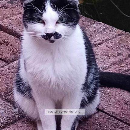 Foto van vermiste kat in Beaufays