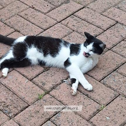 Foto 2/2 Kat teruggevonden Vermist in Beaufays