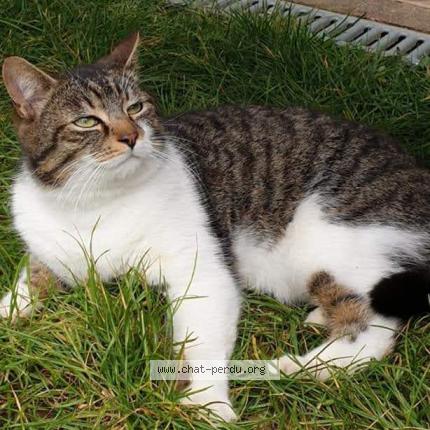 Foto 1/1 Kat teruggevonden Vermist in Limal