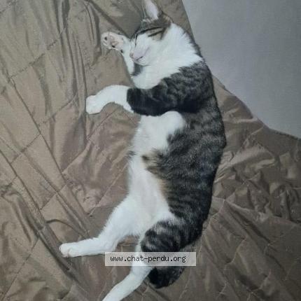 Photo 1/1 Luna Chat lost in Echirolles