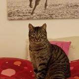 Picture of cat lost at Lamotte Beuvron