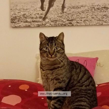 Photo 1/1 Tigrou Chat lost in Lamotte beuvron