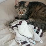 Picture of cat lost at Bessines