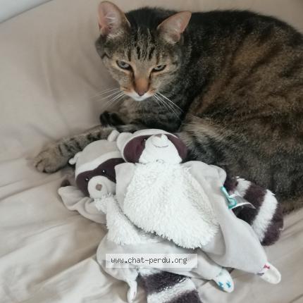 Photo 1/1 Plume Chat lost in Bessines