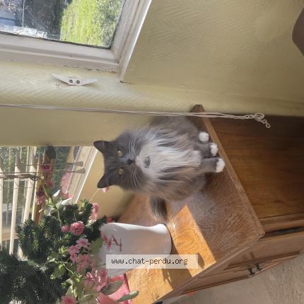 Photo 1/1 Ch&acirc;taigne Chat lost in Dordives