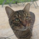 Picture of cat lost at Champigny Sur Marne