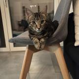 Picture of cat lost at Fribourg