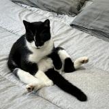 Picture of cat lost at Saint Germain Laprade