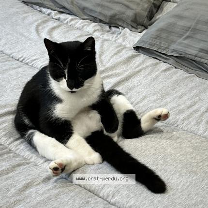 Photo 1/1 Choco Chat lost in Saint germain laprade