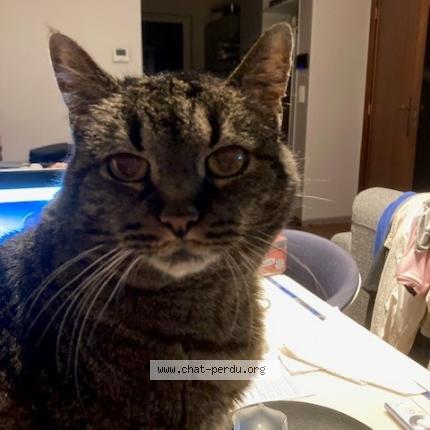 Foto van vermiste kat in Woluwe Saint Pierre