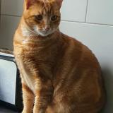 Picture of cat lost at Canet En Roussillon