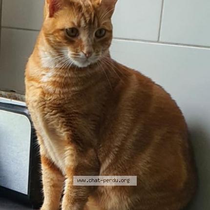 Photo 1/1 RUBIE Chat lost in Canet en roussillon