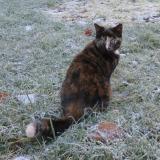 Picture of cat lost at Sucy En Brie