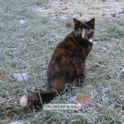 Photo 1/1 Kittie Chat lost in Sucy en brie