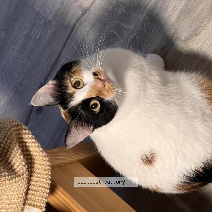 Photo 1/1 Cat reunited Lost in Mississauga