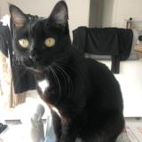 Picture of cat lost at Parigne L Eveque