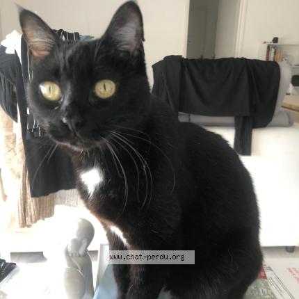 Photo 1/1 Kaya Chat lost in Parigne l eveque