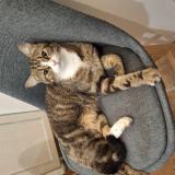 Picture of cat lost at La Chapelle Palluau