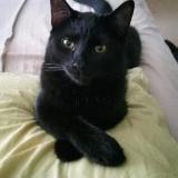 Picture of cat lost at Saint Loyer Des Champs