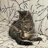 Picture of cat lost at Prevencheres