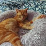 Picture of cat lost at Castelculier