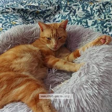 Photo 1/2 Tifou  Titi Chat lost in Castelculier