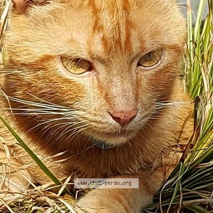 Photo 2/2 Tifou  Titi Chat lost in Castelculier