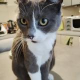 Picture of cat lost at Pusy Et Epenoux