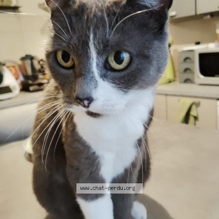 Photo 1/1 Feolia Chat lost in Pusy et epenoux