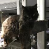 Picture of cat lost at Sint Pieters Leeuw