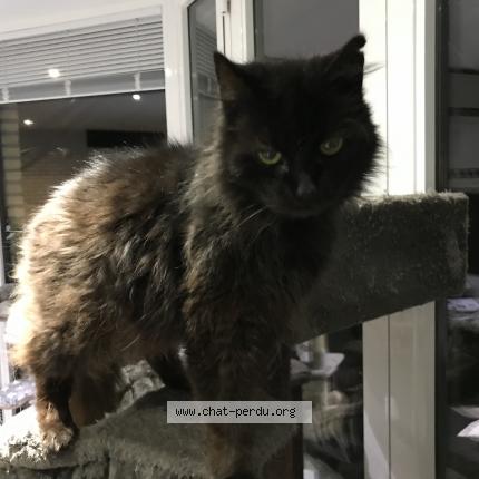 Photo 1/1 Baby Chat lost in Sint pieters leeuw