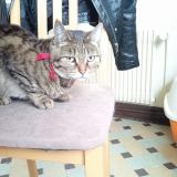 Picture of cat lost at Sarge Sur Braye