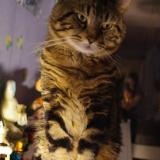 Picture of cat lost at Salazac