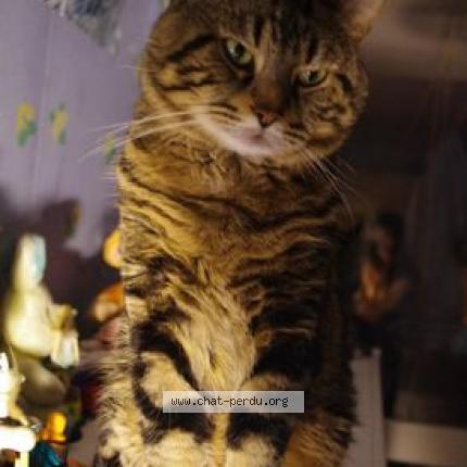 Photo 1/1 Silver Chat lost in Salazac