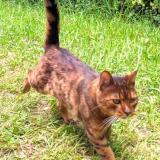 Picture of cat found at Hendaye