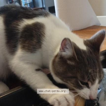 Photo 1/1 Cat reunited Lost in Montfermeil