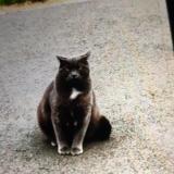 Picture of cat lost at Bais