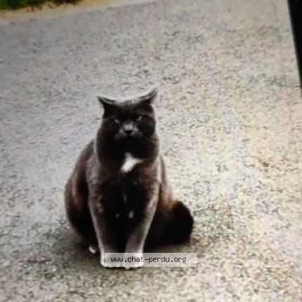 Photo 1/1 Pacha Chat lost in Bais