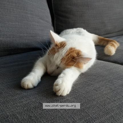 Foto van vermiste kat in Namur