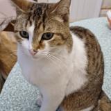 Picture of cat lost at Borderes Sur L Echez