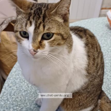 Photo 1/1 Cat reunited Lost in Borderes sur l echez